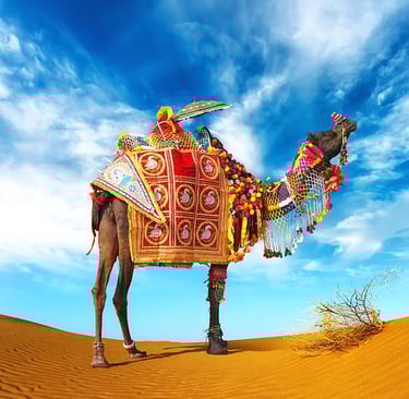 camel in thar desert rajasthan