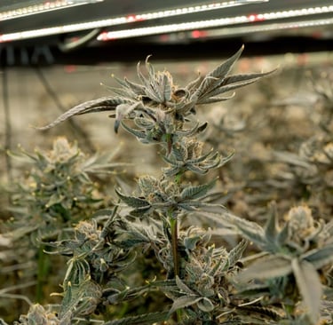 Safety of Cannabis
