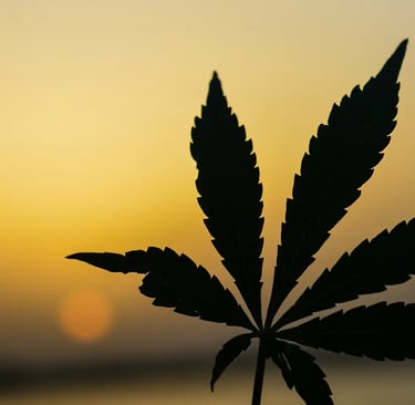 a marijuana leaf in the foreground of a sunset