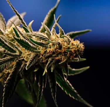 a marijuana plant with a green leafy plant