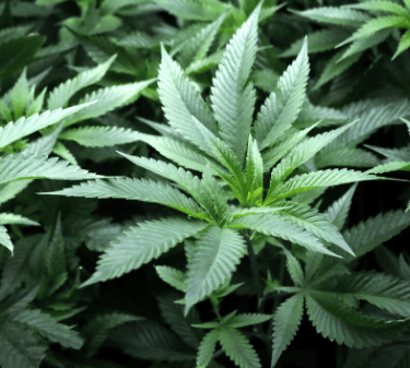 Florida cannabis legalization proposal for recreational marijuana on the 2026 ballot