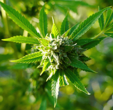 a marijuana leaf with a green leafy plant
