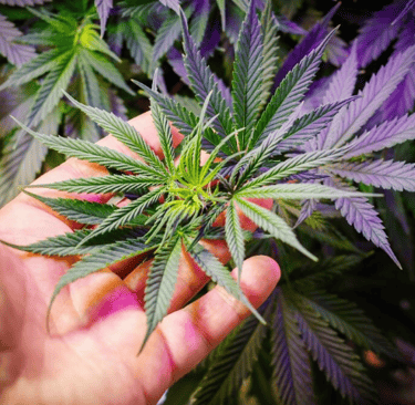 a person holding a marijuana leaf in their hand