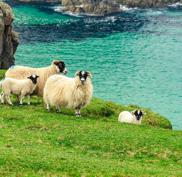 Un troupeau de brebis paisibles surplombe les falaises de Dailbeg, offrant un contraste saisissant avec l'eau turquoise.