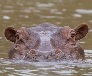 Een nijlpaard staat half ondergedompeld in het water, met alleen zijn ogen, neusgaten en oren zichtb