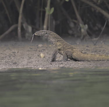 Een nijlvaraan (Varanus niloticus) baskend in de zon op een boomstam, met zijn schubbige huid en lan