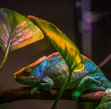 Chameleon: Image by Egor Kamelev (Pexels.com)