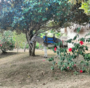 Anne à Rio Cedro