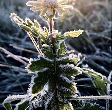 Mit Frost überzogene Blume im Winter