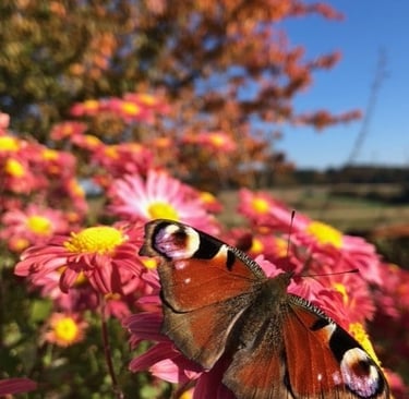 Schmetterling auf Blumen im Sommer