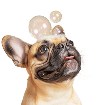 Affordable pet grooming in Miami – Gentle bath and care for your furry friend.