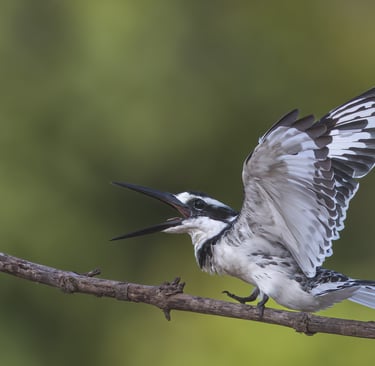 Kleurrijke bonte ijsvogel zit op tak boven helder blauw water.