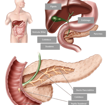 Relação anatômica entre vesícula biliar, via biliar e pâncreas