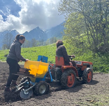 Si piantano patate per i gnocchi di miandette