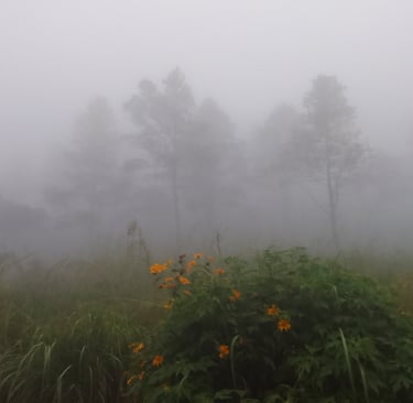 a heavy fog blankets a mountain with trees faintly visible
