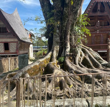 an old old tree growing out a stone slab with Batak houses in the background