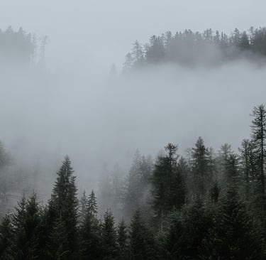A pine forest valley filled with fog