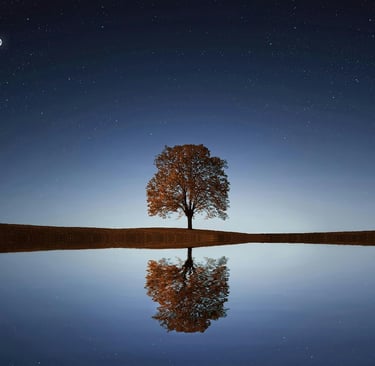 an image of single tree cast against the night sky with its reflection in a body of water