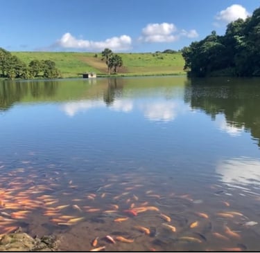 Hoomaluhia Botanical garden Fish Pond