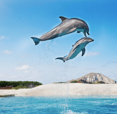 Sea Life Park