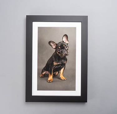 A framed portrait of a black and tan French Bulldog puppy sitting against a grey background.