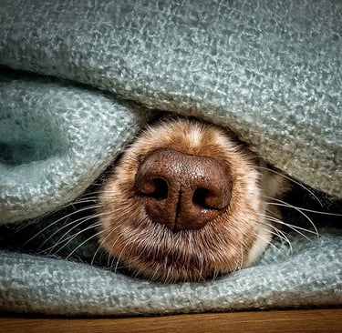 a dog's nose and nose in a blanket