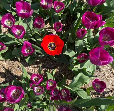 En rød tulipan blandt mange lyserøde.