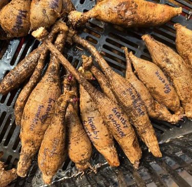 Multiple dahlia tubers with names written on them