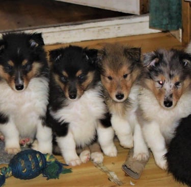 Collie Puppies Rough Nebraska