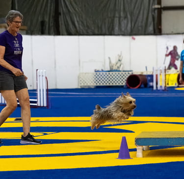 Silky Terrier Agility