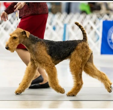 Airedale October 2023 Platte Valley Kennel Club