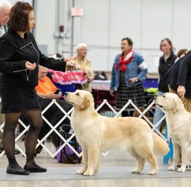 Golden Retriever, Best of Breed, Selection, PVKC