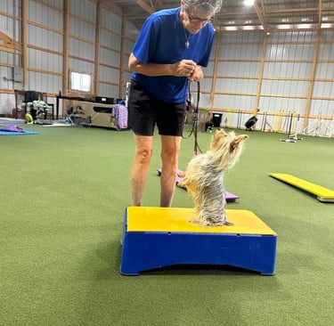 Puppy Training, Boot Camp, Caeli, Silky Terrier, Agility