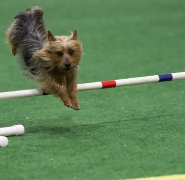 Silky Terrier, Agility, Louis,