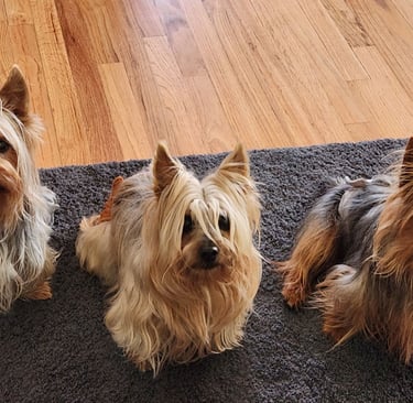 Silky Terriers, Nebraska, Platte Valley Kennel Club
