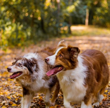 Aussie, Australian Shepard, Ricky and Lucy  