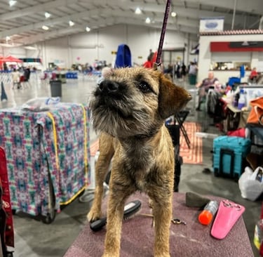 Grooming table at the show, Border Terrier, PVKC Nebraska