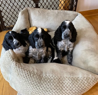 English Coker Puppies Carole Backhuus Nebraska