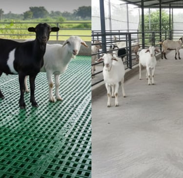 Image showing diffrence between  cement floor goat farm and plastic slatted flooring goat farm.