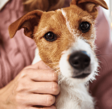 Pet care 