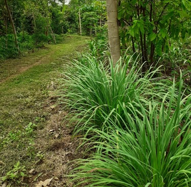 Les jardins de la Ferme Aménopé Togo Permaculture