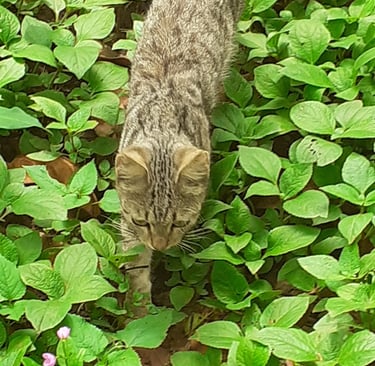 Les chats sont indispensables à la Ferme Aménopé Togo Permaculture