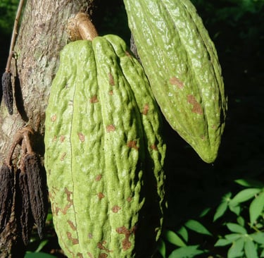 Les cabosses de cacao à la Ferme Aménopé Togo Permaculture