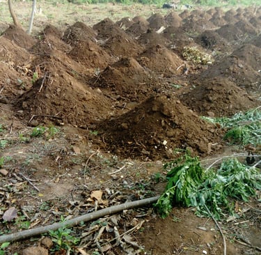 Culture de l'igname à la Ferme Aménopé Togo Permaculture