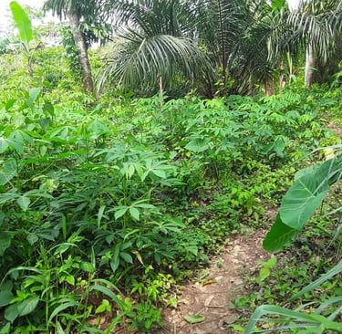 Culture Naturelle du Manioc à la Ferme Aménopé Togo Permaculture