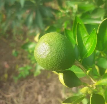 Les oranges à la Ferme Aménopé Togo Permaculture