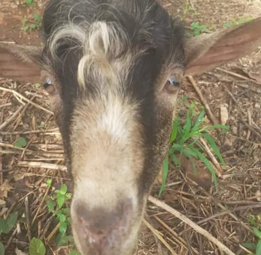 Les boucs et les chèvres à la Ferme Aménopé Togo Permaculture