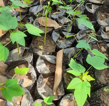 Pépinière à la Ferme Aménopé Togo Permaculture
