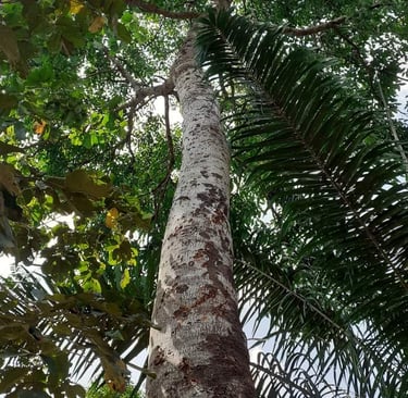Les grands arbres de la Ferme Aménopé Togo