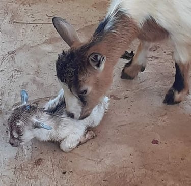 Naissance d'un chevreau à la Ferme Aménopé Togo Permaculture